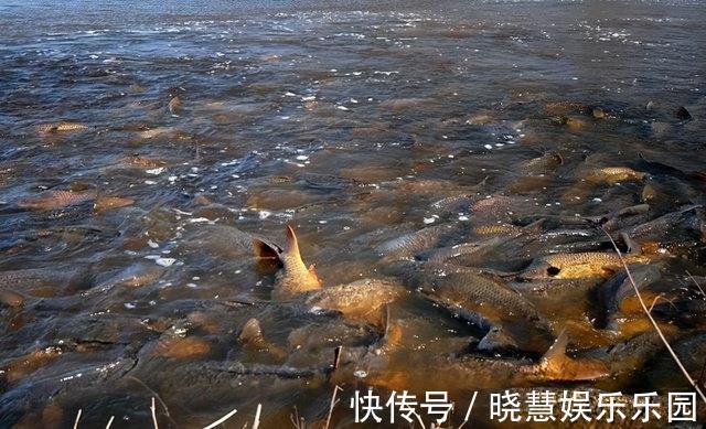 湖泊|千岛湖的“绝地逢生”：二十年前鲢鳙激战蓝藻，如今被争相效仿