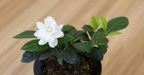 养花|夏天就要吃西瓜,可吃剩的西瓜皮不要扔,用来养花有奇效!