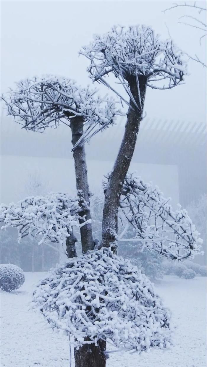 中年|东阿阿胶迎来新年第一场雪