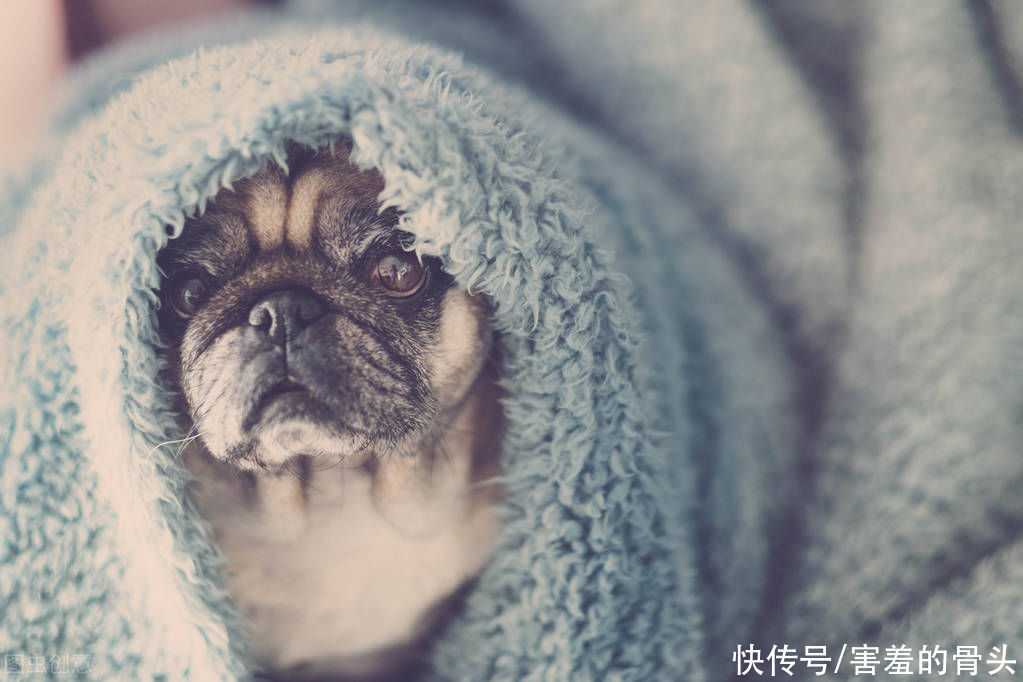 小镇|地产外行人的悲哀:网友曝出李亚鹏35亿元投资艺术小镇茅草长满