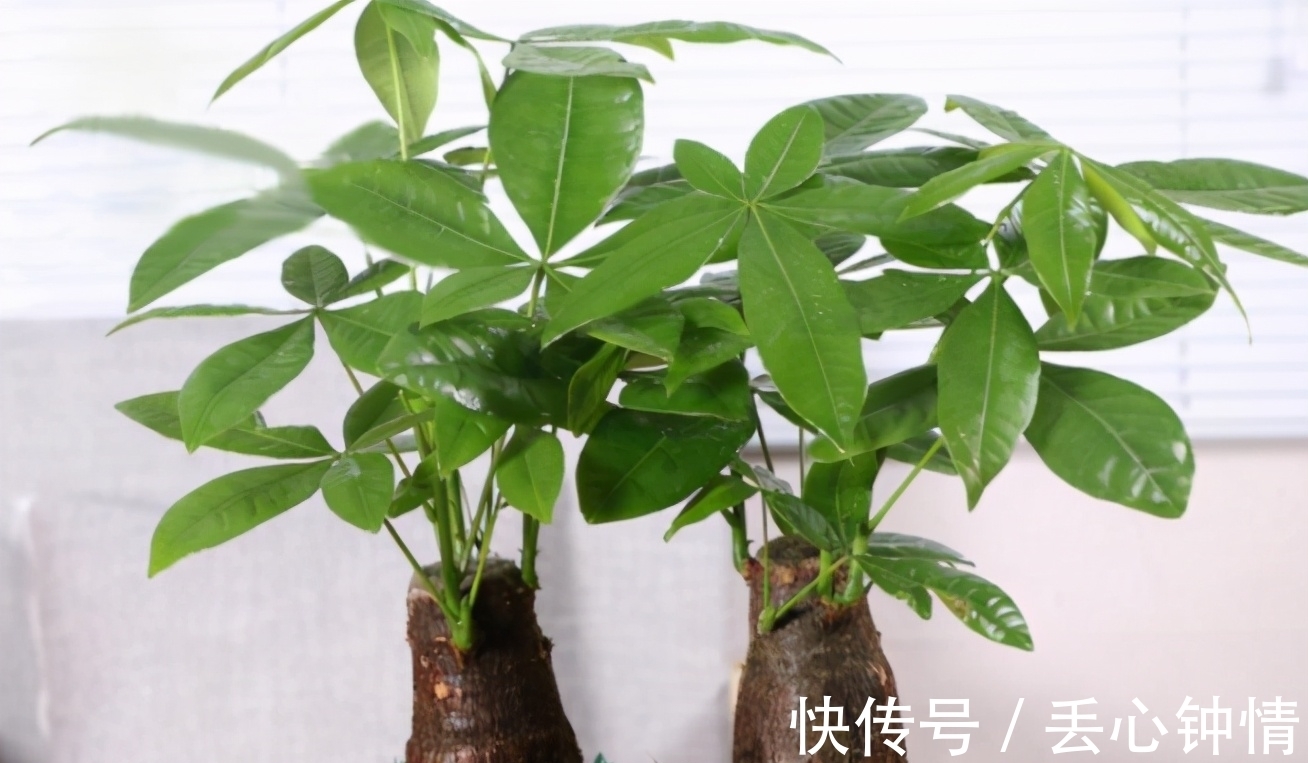 肥料|发财树烂根、叶片枯黄耷拉,养花人别灰心,调整这2点就好了