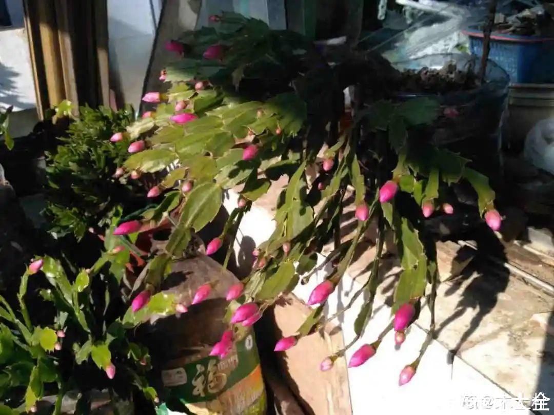 蟹爪兰|立秋后，7种花要“苏醒”，可以放手养了