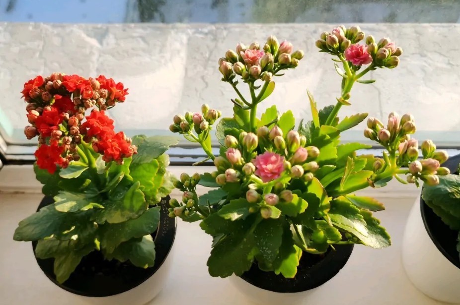 花友们|长寿花“装菜”不打花苞注意这“三点”，花苞呼呼冒花儿满枝头