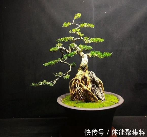 分享几个皱皮雀舌黄杨盆景,都是高提根的,非常有排面哦,求鉴赏!