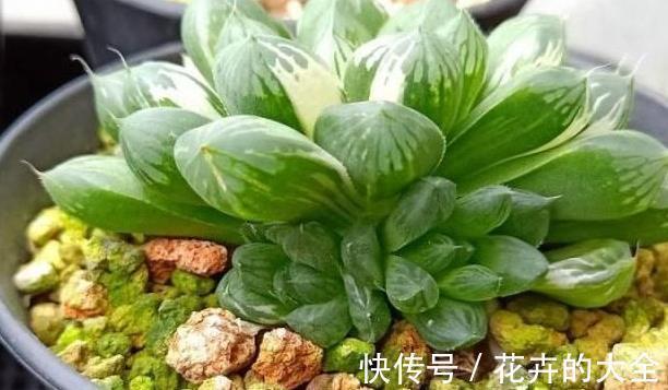 难怪你家多肉长不好,这些多肉,越晒太阳长得越不好