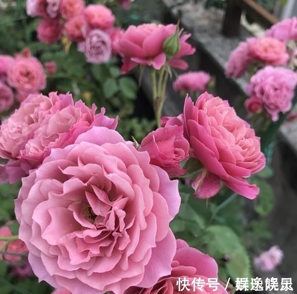 月季里的“开花机器”,能开一整年,花量非常多,阳台盆栽也可以