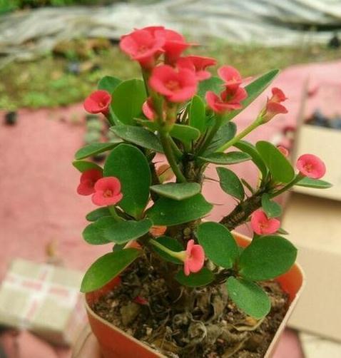 3种花要狠晒太阳，越晒开花越旺，更适合懒人养