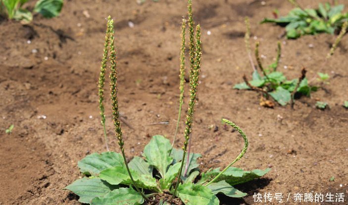 车前草虽小，养生大功效多吃的顶级妙用，只有老中医才知道