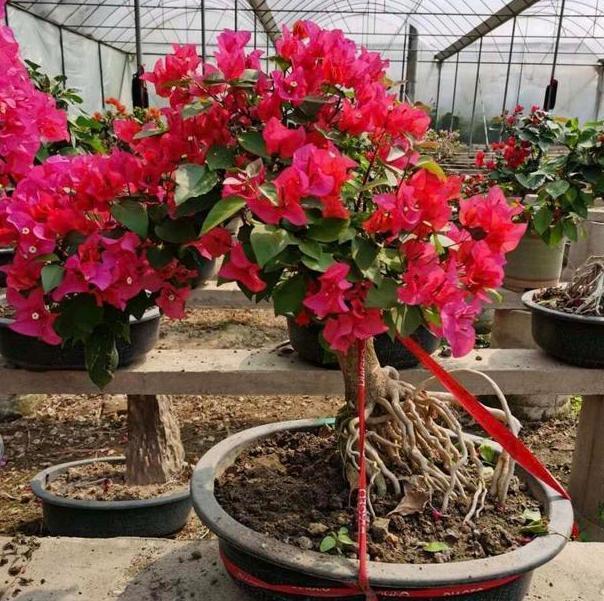 三角梅长势不佳、开花少该怎么办多注意4件事,养护零失误