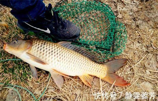 曲酒|野钓秘方窝料、饵料配方大揭秘，可以让你的鱼获翻倍哦