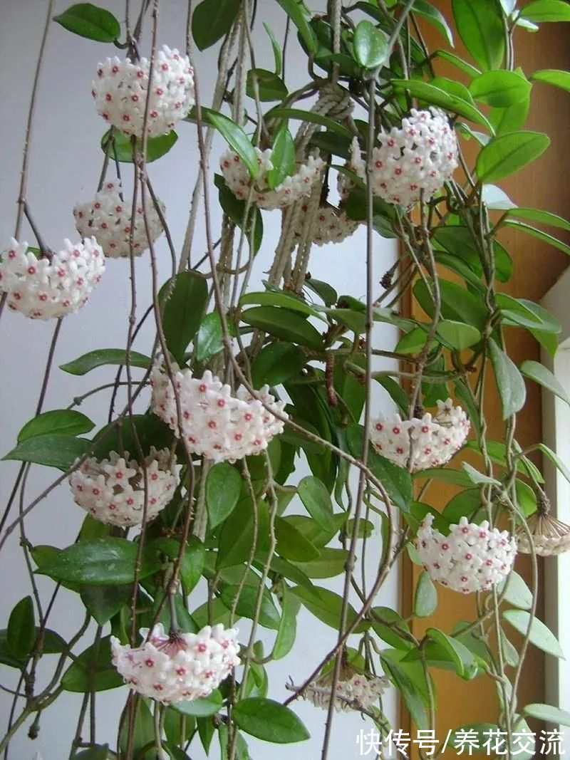 8种小众的垂盆花卉,小巧且可爱,朝东的窗台上可悬挂几盆