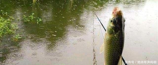 温度与钓鱼有啥关系弄懂这些关键问题，让大鱼咬钩不再难