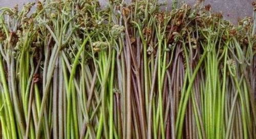 此種“雜草”曾滿山都是,被稱為野菜之王,如今野生已難尋,可惜