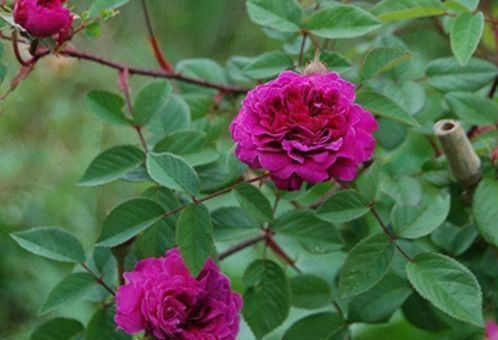 “珍品玫瑰”紫玉玫瑰,花开妖娆,赏心悦目,你值得拥有