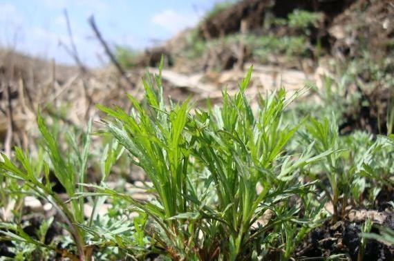 良药|北方农村特有的野菜,长得酷似艾草,却是民间降压良药,20元一斤