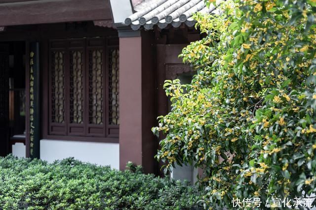 “桂花门前栽,贵人立门内”这4个地方不宜栽桂花树,看完明白了