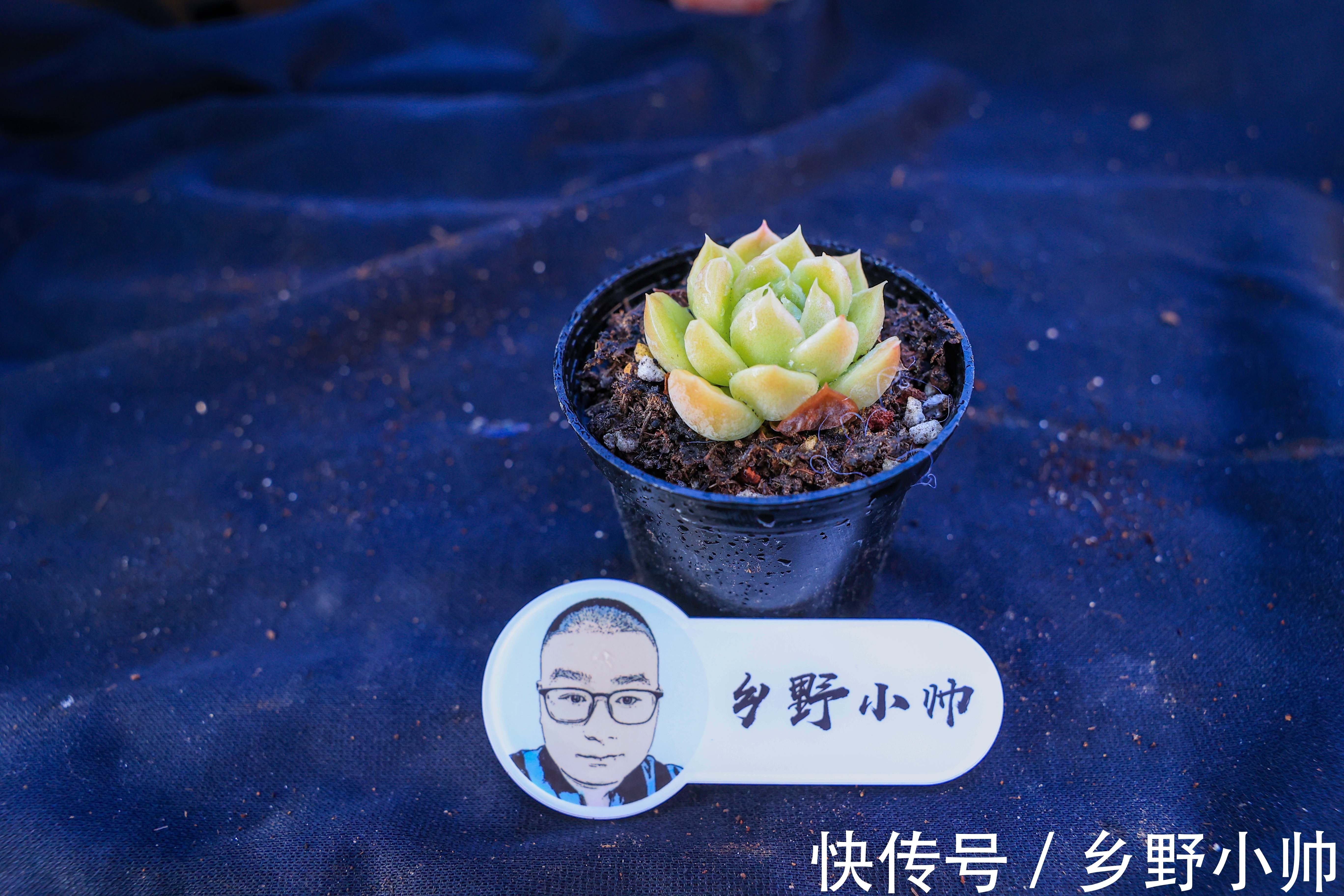 有的“水”并不一定适合浇多肉。爱多肉的你 ,千万别选错