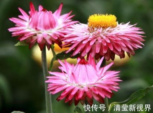 喜欢菊花,就养盆“珍贵名菊”盘龙环球,似红艳娇娘,高冷秀丽