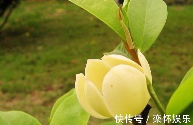 心态|一生没病没灾的3个生肖,心态积极人长寿,一生开心无忧愁