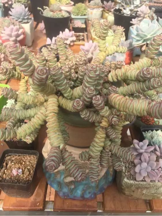 家家|4种名字“有钱”的花,越养越有钱,家家必备!