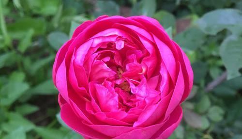  值得|香气四溢的3种花，比茉莉花还香，花叶共赏，栽培容易，值得拥有