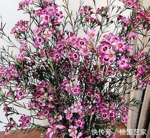 好养|此花好养又好看,一盆能开上百朵,花期长达300天,是盆栽佳品!