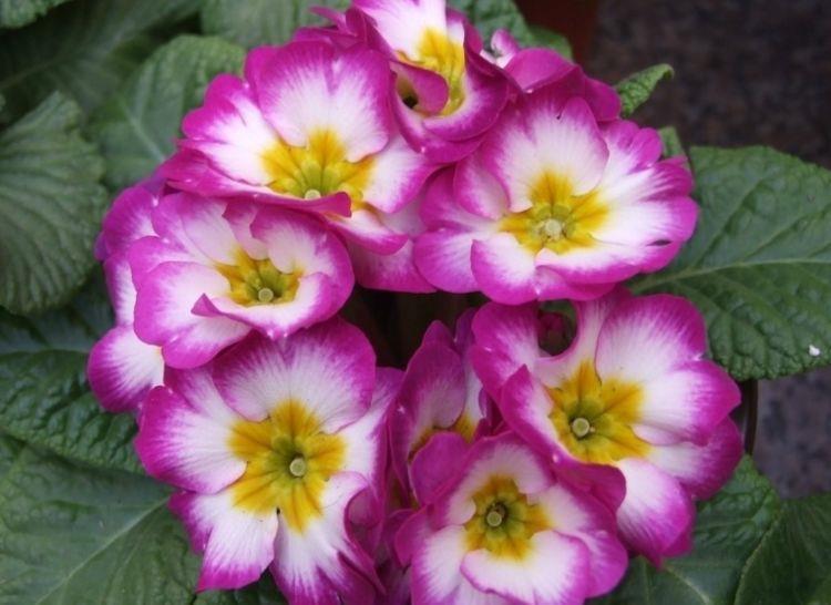 太阳花|大暑过后在家养护花卉,花开繁盛又迷人,易打理,花色艳丽