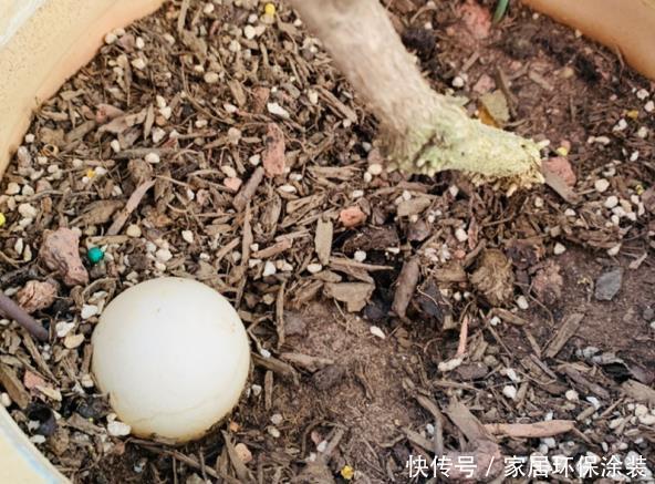 鸡蛋戳个洞,埋盆里1年不用施肥,三角梅疯狂开花