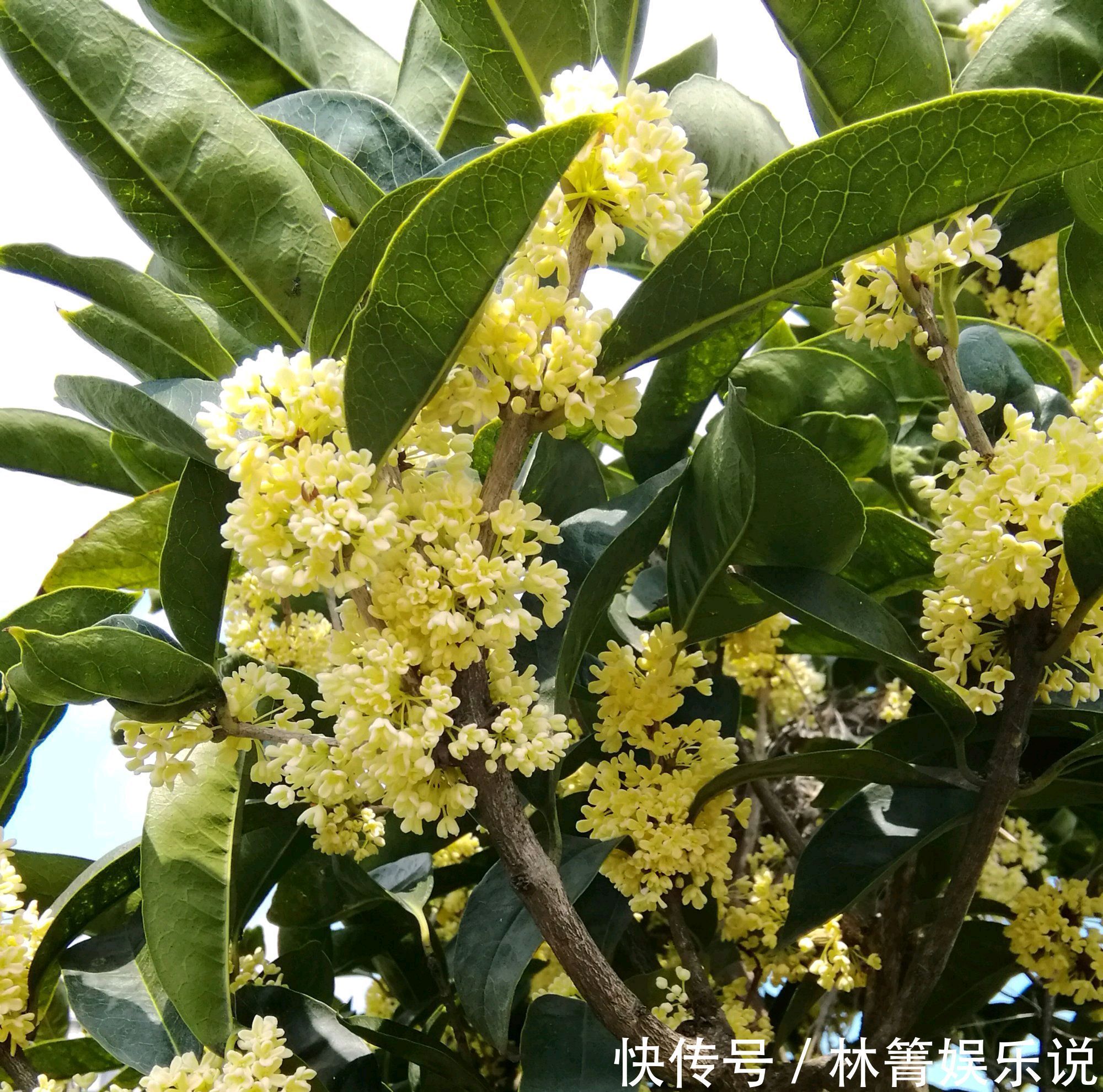 谢花|值得养护的两个桂花品种,开花浓香易爆盆,一年可以连续开三茬花