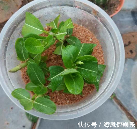 长春花|扦插长春花，有1个“技巧”，1棵养出30棵，棵棵开爆盆，好美！
