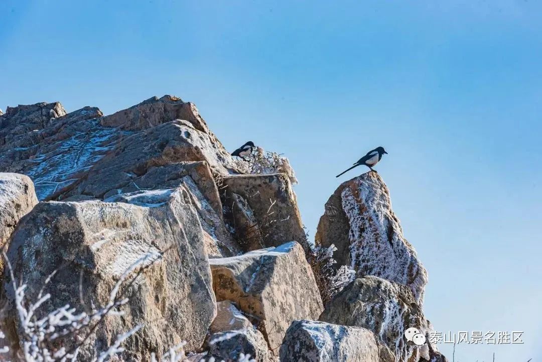 跟随姚鼐的散文《登泰山记》冬览泰山