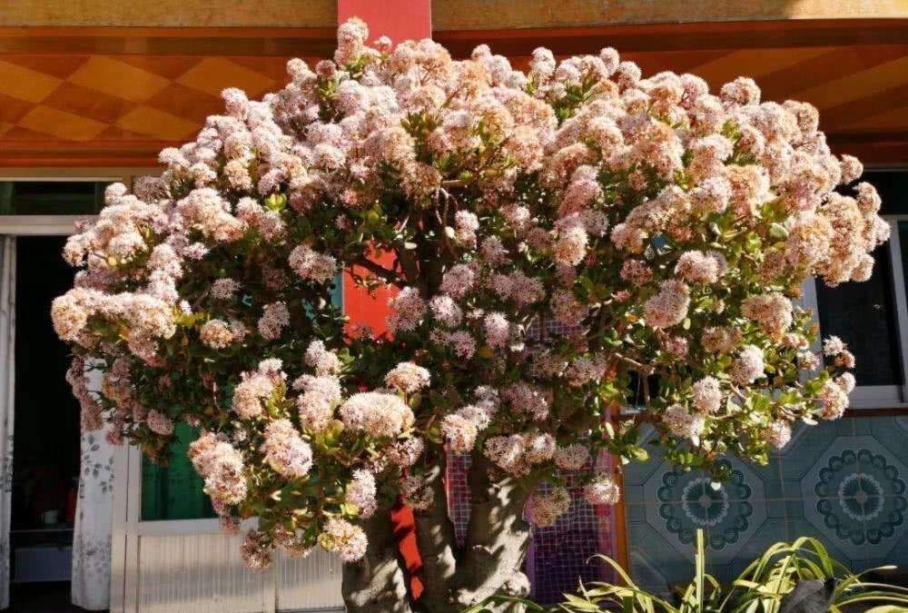 需要穷养的四种花,小盆养,多太阳,养成大老桩,颜值高高