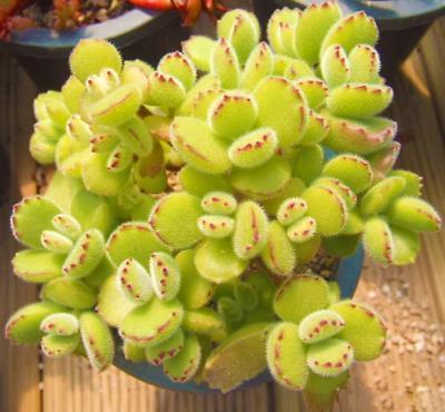 花友|6月养熊童子,3个要点要牢记,不然黑腐掉叶子,难安全度夏