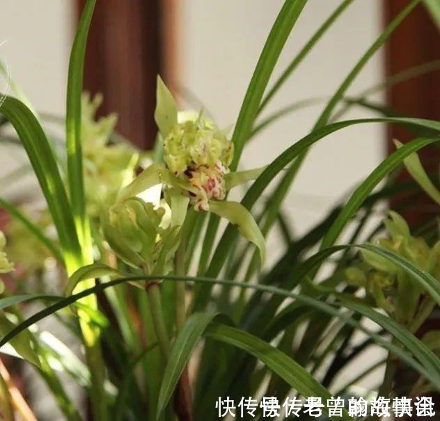 天价|曾经天价的8种兰花,如今跌落神坛,普通人也买得起