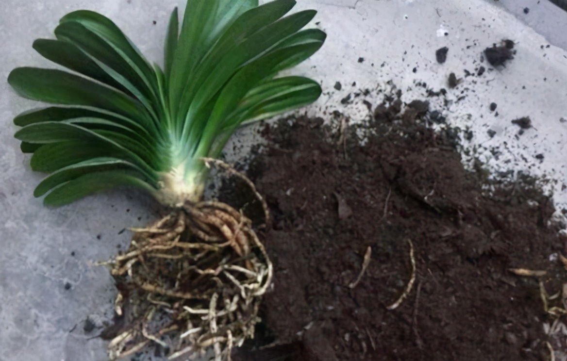 想换盆怕把花“换死”教你一个“安全”的方法，换完快速生长