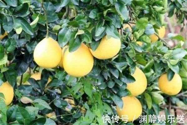 女性不想老太快,多吃几种食物,养肝解毒,淡化色斑,恢复青春