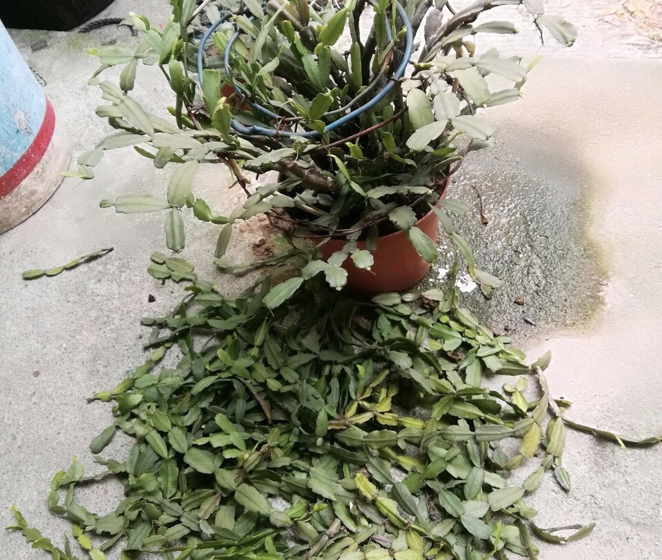 她的蟹爪兰“养成”大花球,一盆开花上百朵,秘诀有3个