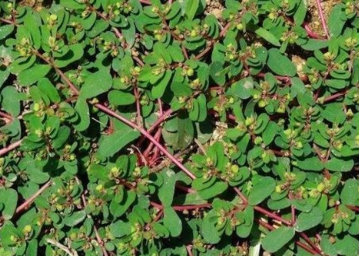 药用价值|人送外号“蚂蚁草”,补钙又补血,是天然的抗生素,药用价值高!