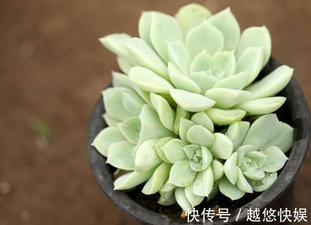 多肉好养却难养爆盆，掌握这几个“技巧”，养爆盆不困难