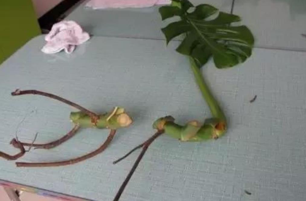 生根|养龟背竹，这个位置“切一刀”，一盆能变多盆