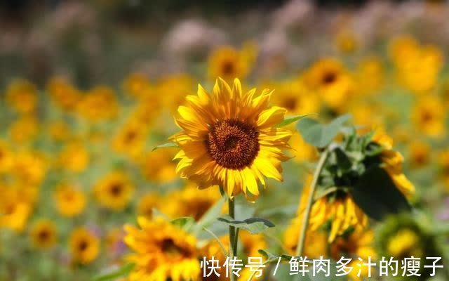 巨蟹座|情路艰辛，难舍旧爱，再续前缘，未来无忧无虑