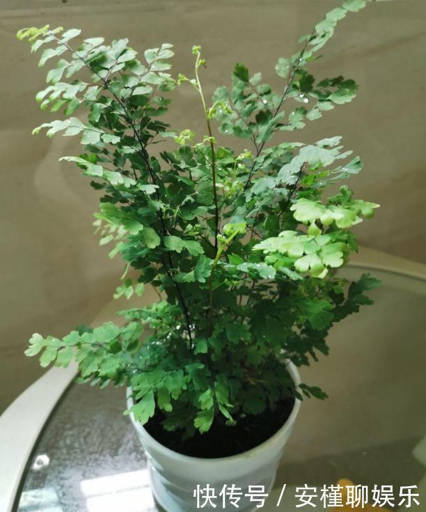 花农|花农养花为啥成本这么低学会用小苏打,几十盆都花不了2块钱