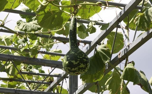 养殖|盆栽小葫芦容易出现黄叶,四点做好后,苗更壮,叶更绿