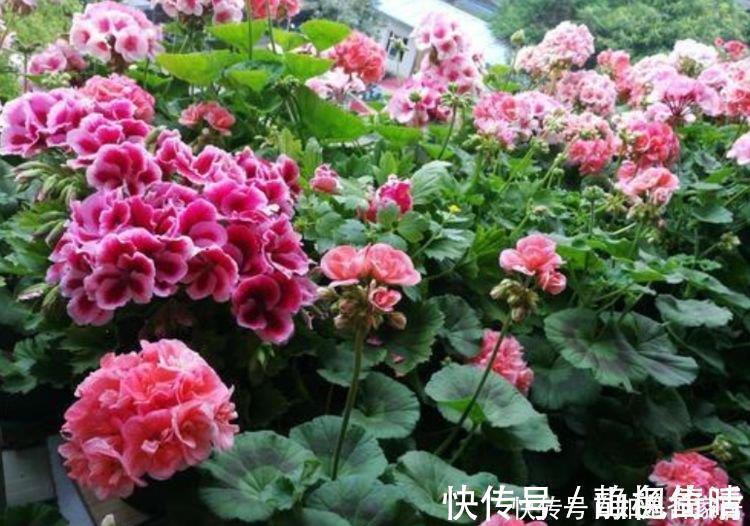 鸿运当头|家里必养“4种花”,好养又漂亮,开花漂亮花期长,谁养谁喜欢