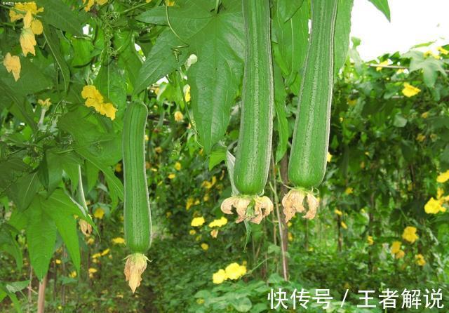 食物|想长寿要先会吃,三种食物多吃点,健脾除湿,通便降脂,吃了更好