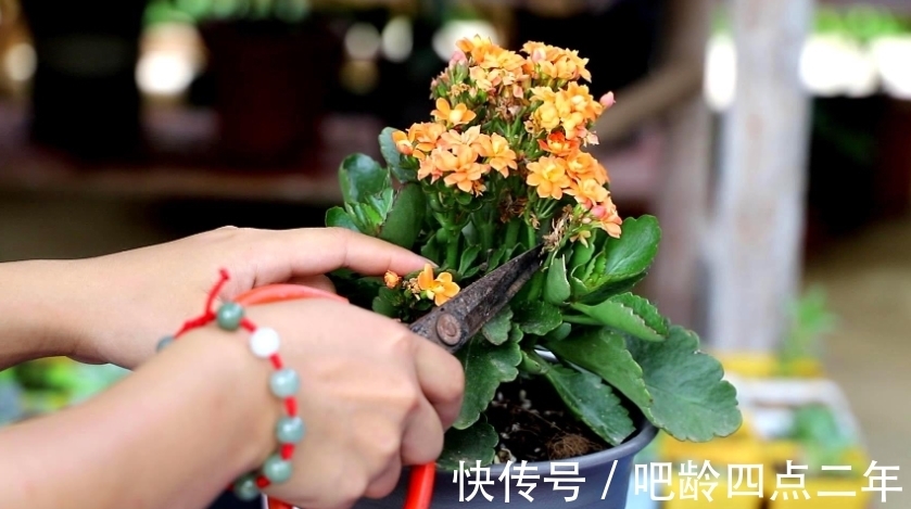 土表|长寿花出现3个“症状”,赶紧拿起剪刀,因为修剪才能“保命”