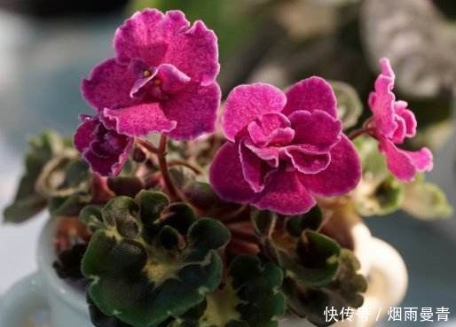 4种花漂亮又好养,养几盆家里变花海,颜值超高超美的