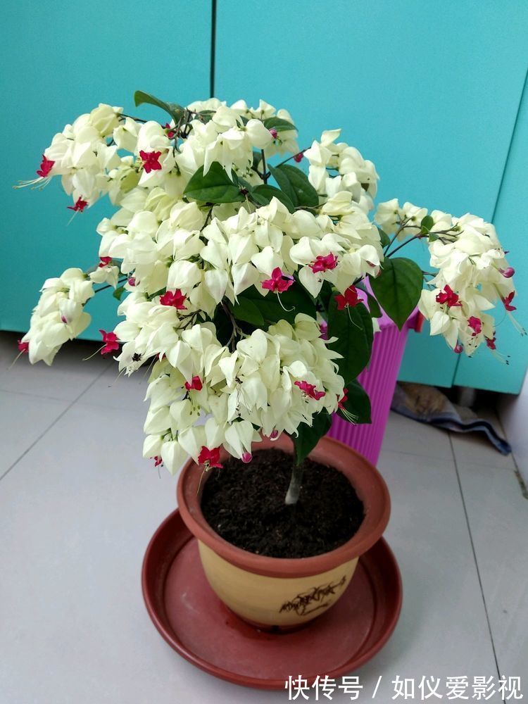 喜欢三角梅,不如养盆“精品玫瑰”舞后玫瑰,花中皇后,姿态各异