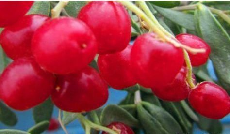 好吃|对身体很好的三种食物,排毒养颜、滋润肌肤,好吃也不贵!