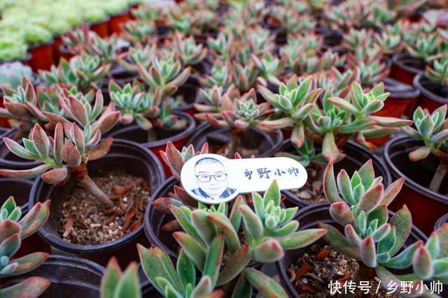 多肉植物|多肉叶片干瘪,不一定是缺水,可能是因为这些原因听听小帅怎么说